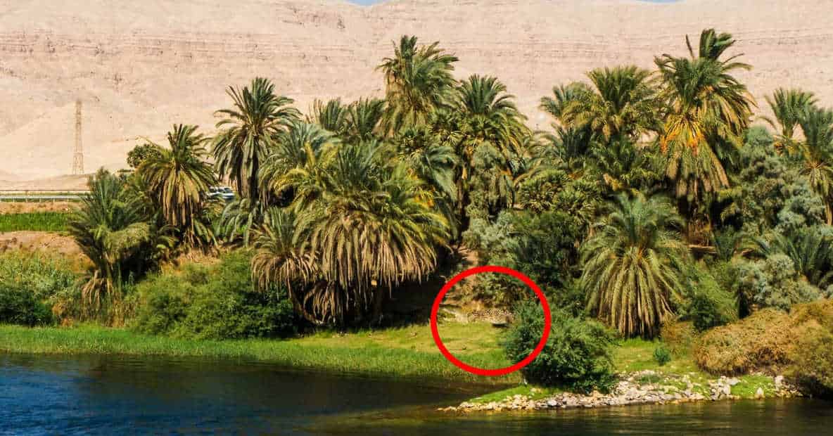 Find Crocodile in 5 Seconds Solution